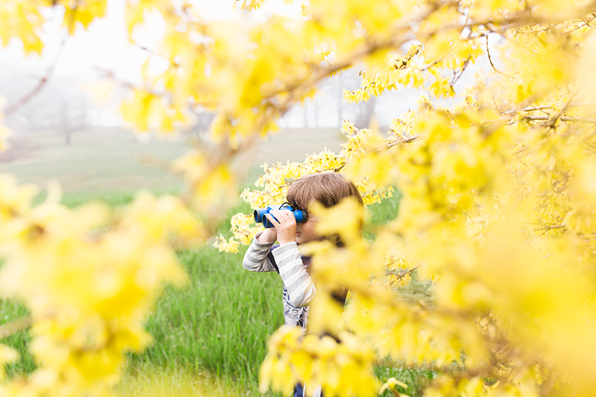 catew_in_the_forsythia_maine