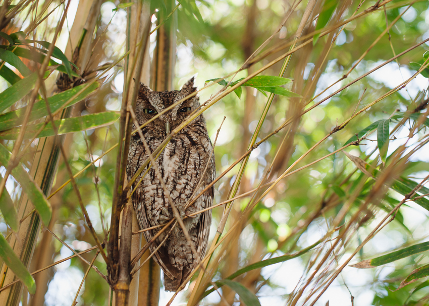 deb schwedhelm_backyard visitor_wk17