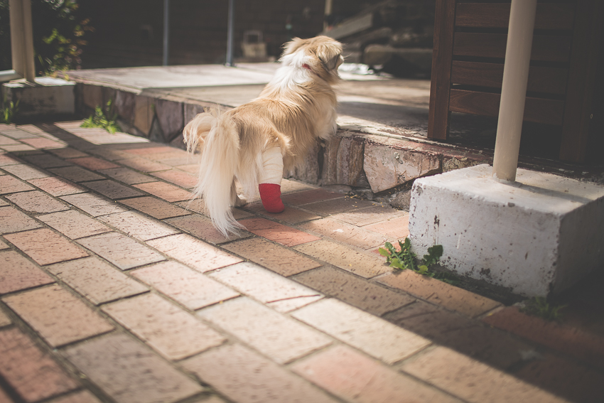 WYWH-megan-gardner-bandaged pup-frankston-australia-wk40