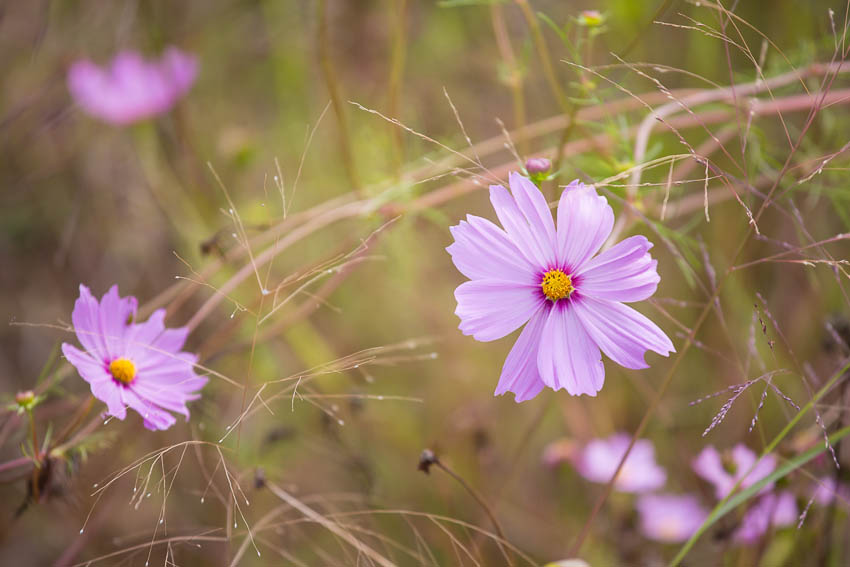 kaypickens-last-flowers-Columbia-MO-wk38-4366