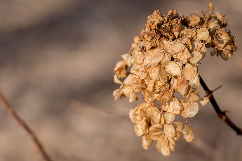 03-kaypickens-Winter-Hydrangea-Missouri-4902