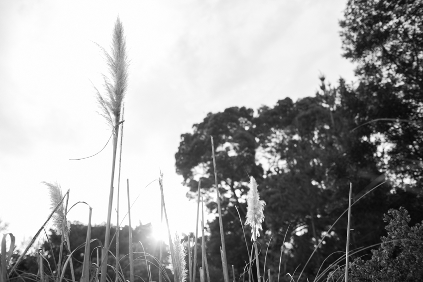 WYWH-The last glimpse of summer... - Mt Eliza, Australia-Megan-Gardner-Wk9