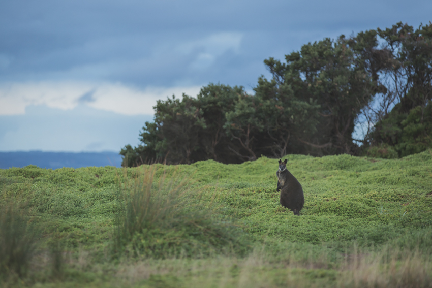 WYWH-at dawn... - Phillip Island, Australia-Megan-Gardner-Wk8