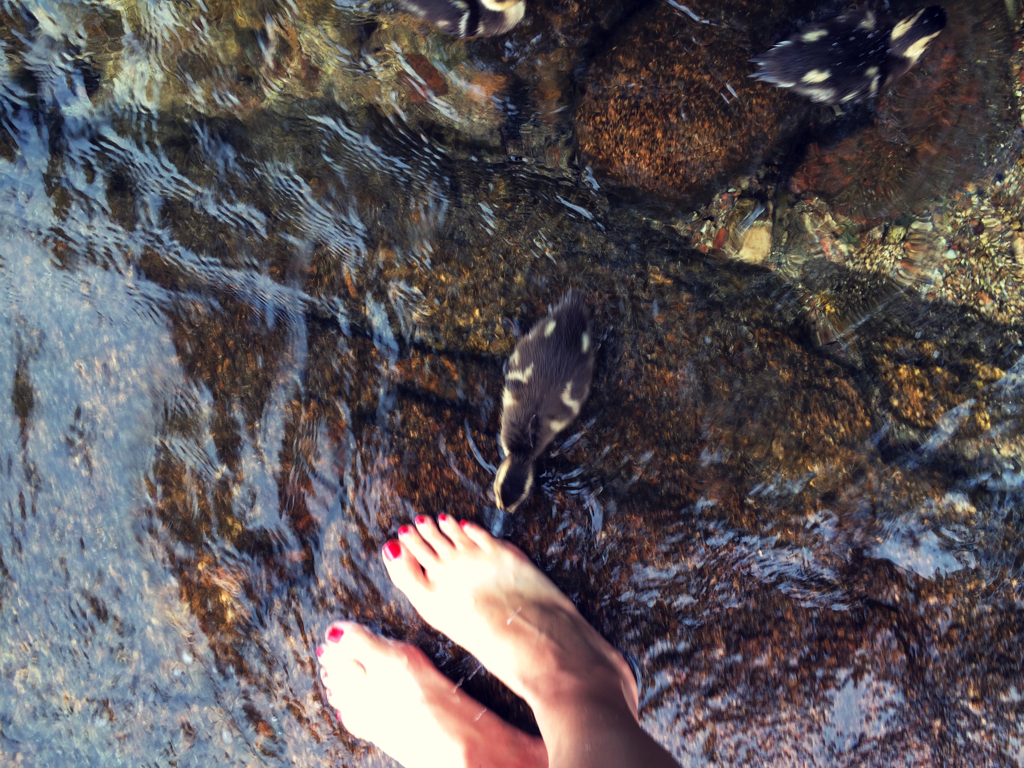 catewnek-tickling-my-toes-long-pond-maine