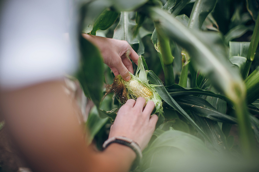 corn.picking.england.lili.love