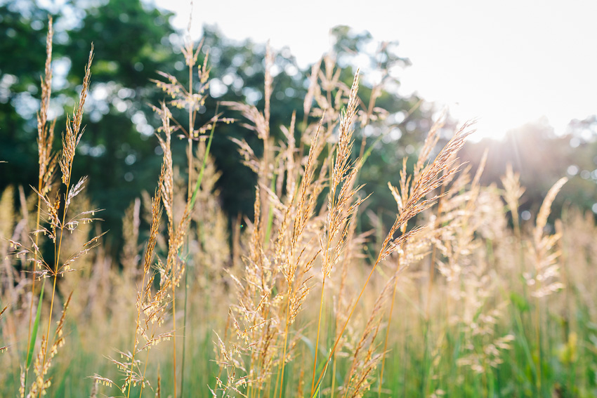 jenlucas_native_grasses_wi-1