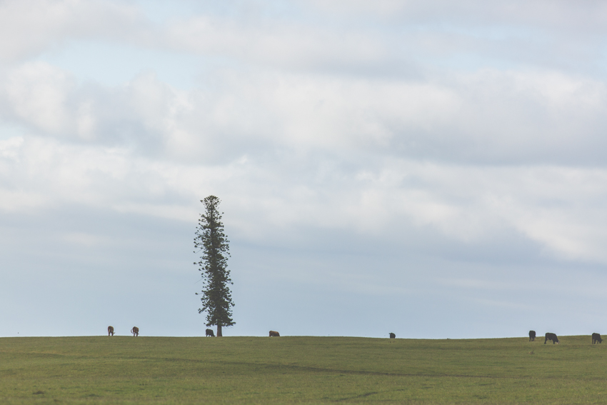 A Lonely Pine on the way to Flinders-Shoreham-Australia-Megan-Gardner-Wk6