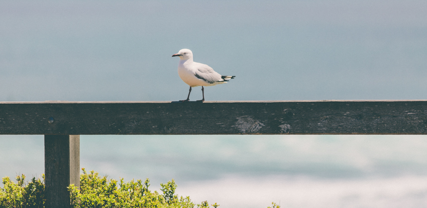 Sunny Sunday Stroll-Phillip Island, Australia-Megan-Gardner-Wk8