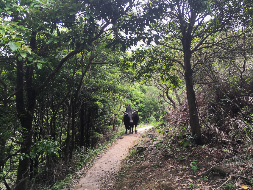 nicolaberry_Water Buffalo (snakes not pictured)_MacLehose Trail, Stage 4, Hong Kong_