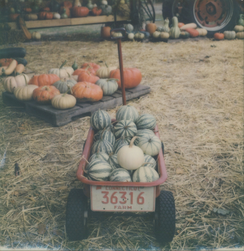 phyllismeredith-connecticut-farm-granby-connecticut