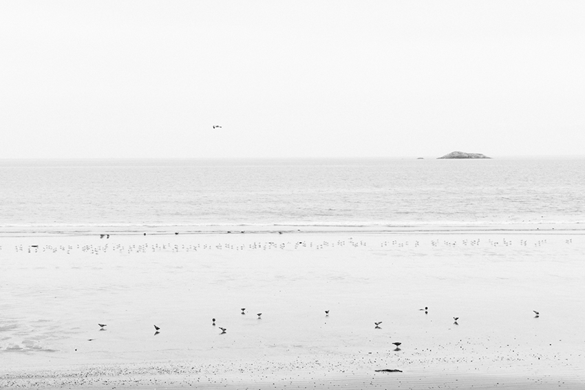 week40-pamelajoye-the-day-there-were-hundreds-of-birds-massachusettes