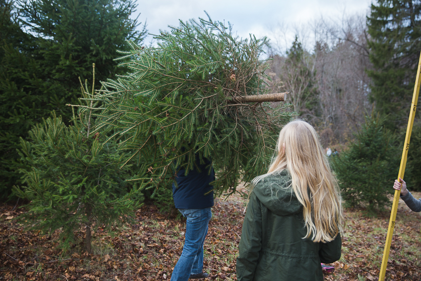 nicolaberry_first-tree-farm-tree-new-jersey