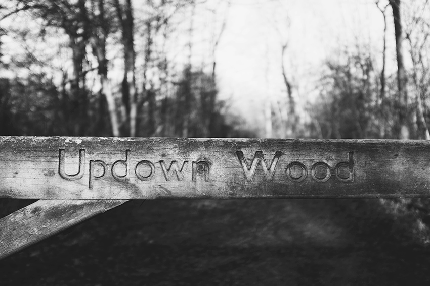 lili.love.updown.wood.surrey.hills.england