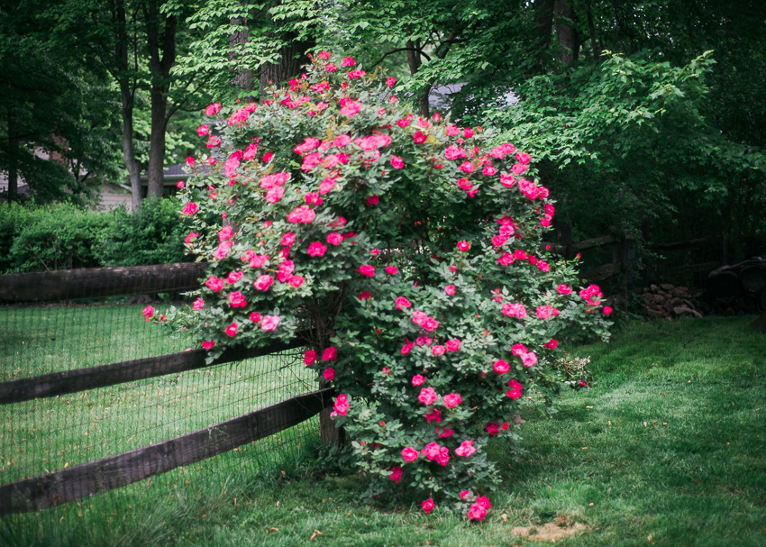 jenc_backyard rose bush_pennsylvania