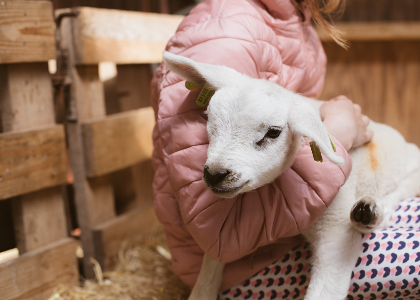 KJ 22. Lammetje Knufflen - Lamb Hugs. Texel The Netherlands