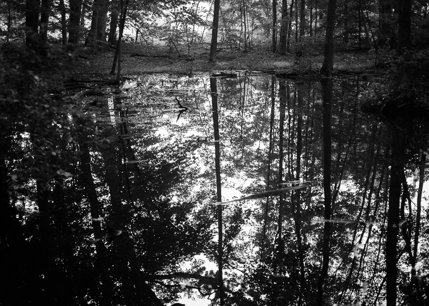 jenc_Five Mile Woods_Pennsylvania