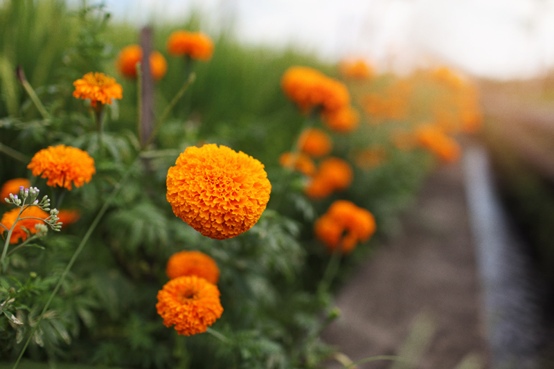 Rowe TImson_Roadside marigolds_Canggu Bali