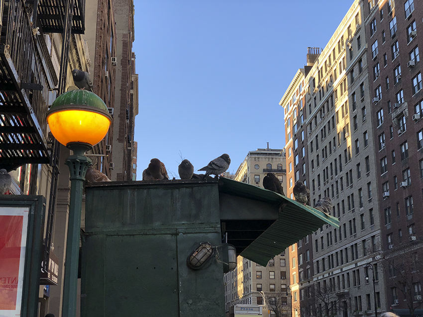 colleen_putman_city_birds_manhattan