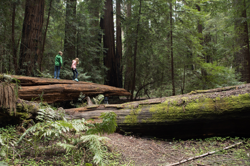 kjaroszIn the Redwoods_