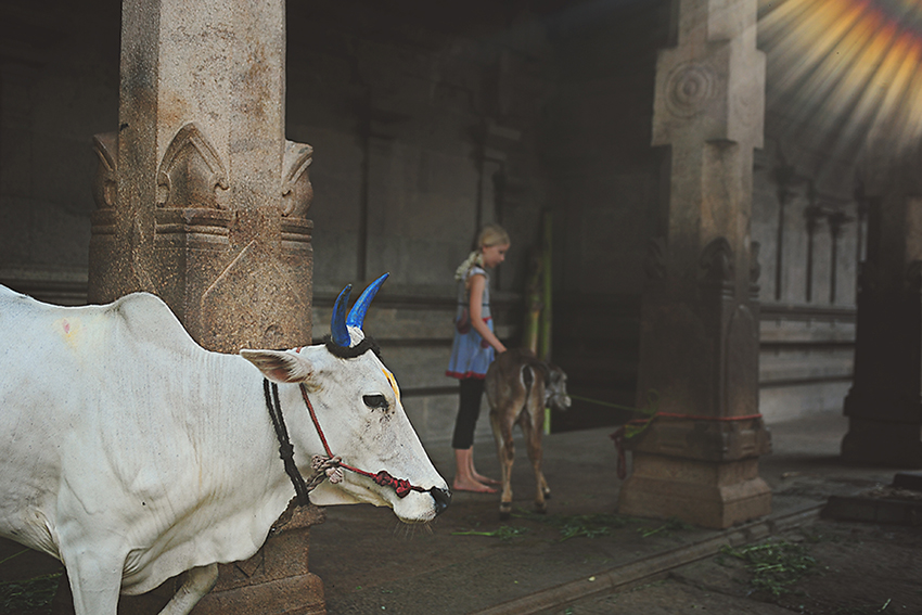 Kirsty Larmour_Holy cow_Karur_week20