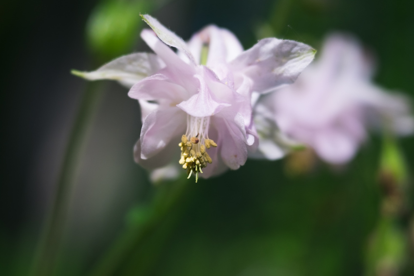 nicolaberry_Backyard Find_New Jersey