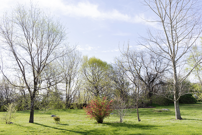 pamelajoye-18-colors and tiny blooms - finally spring arrives-massachusetts