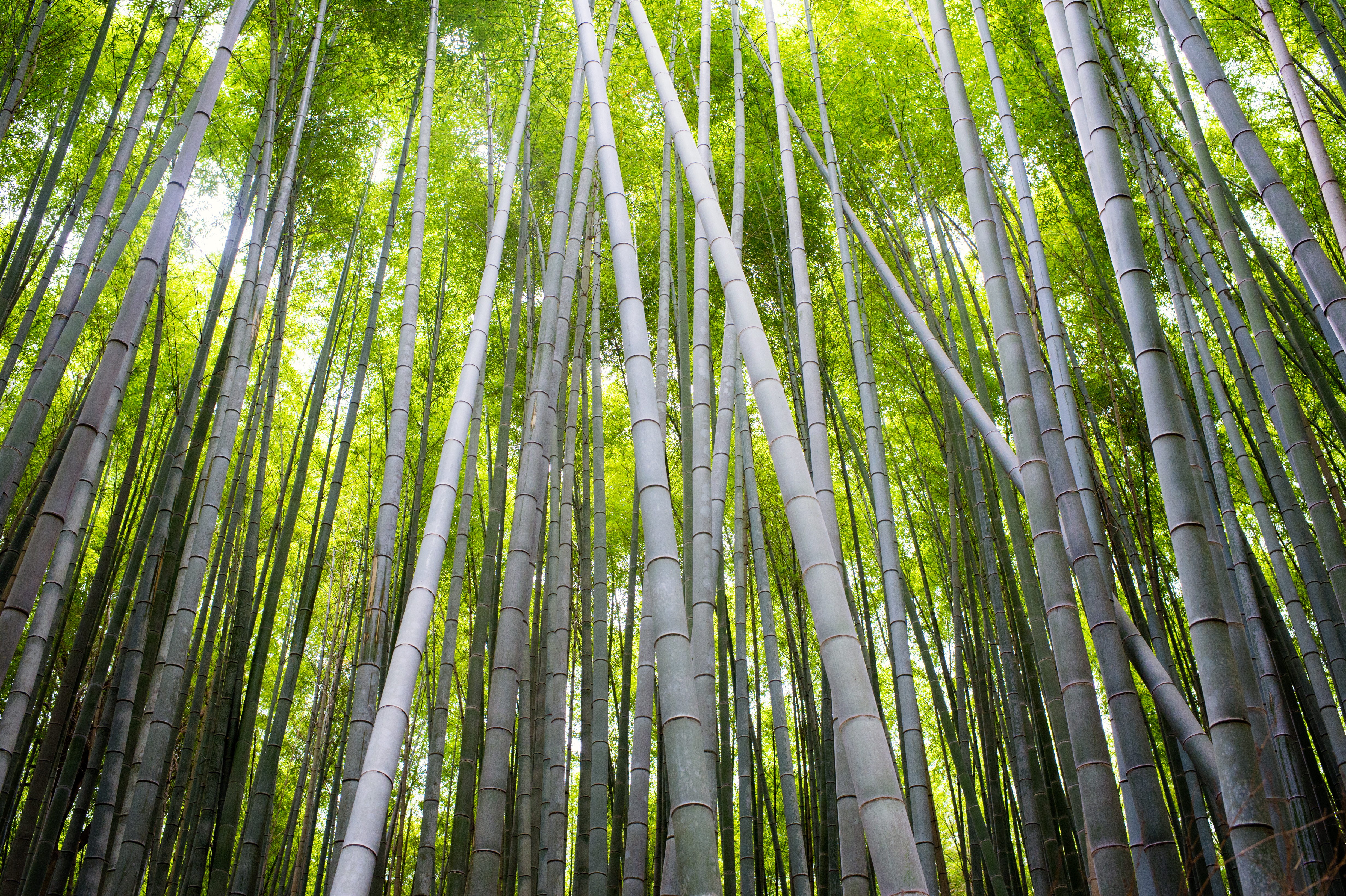 colleen_putman_bamboo_forest_arashiyama_japan