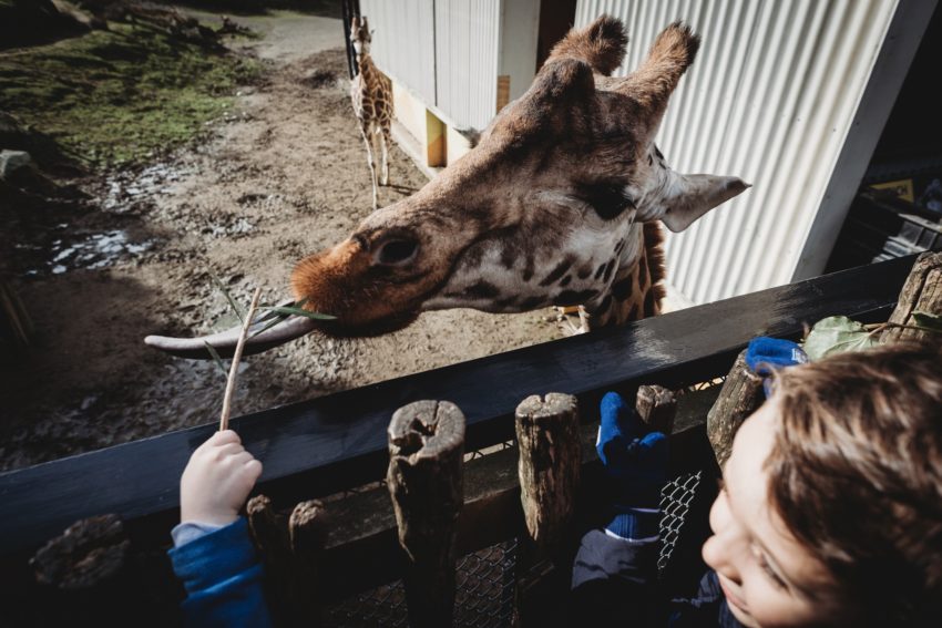 Feeding the Giraffes, New Zealand