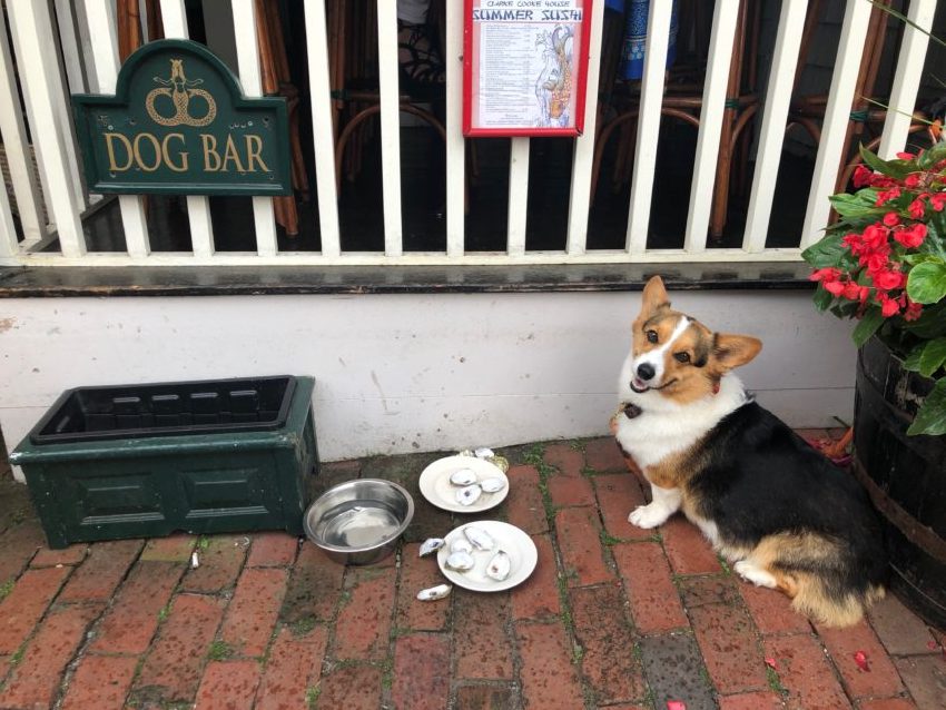 Dog Bar, Newport, Rhode Island